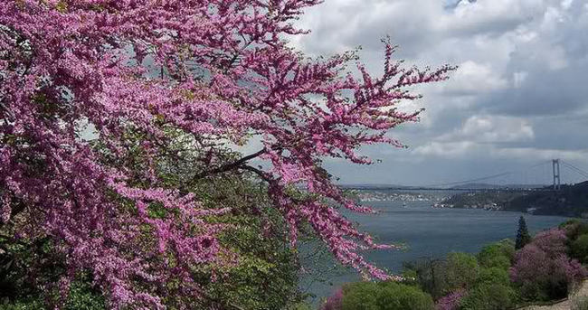 Erguvan Renkli Şehir